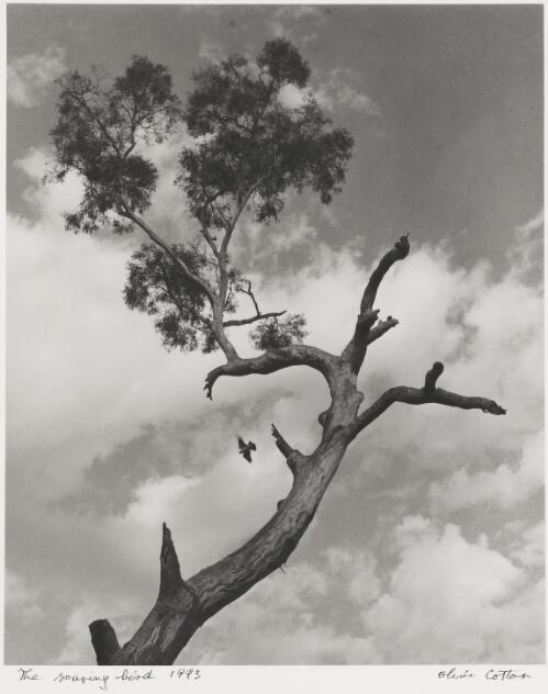The soaring bird [picture] / Olive Cotton