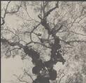 The sunlit tree [picture] / Olive Cotton