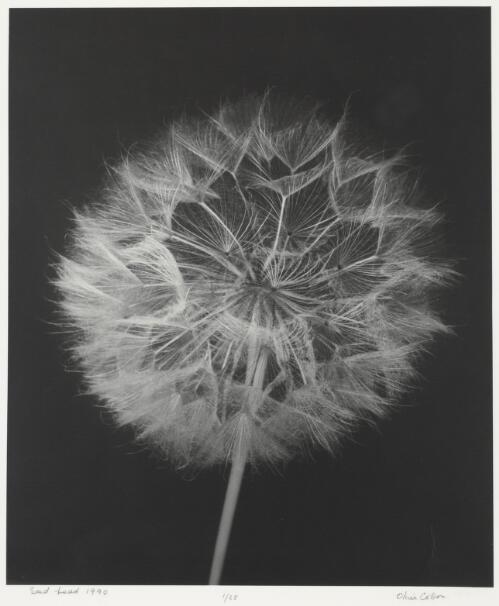 Seed head [picture] / Olive Cotton