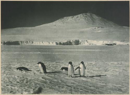 Mount Erebus [picture] : the monarch of the Antarctic solitudes / by Herbert G. Ponting