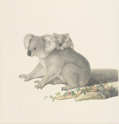 Koala (Phascolarctos cinereus) [picture]/ Ferdinand Bauer
