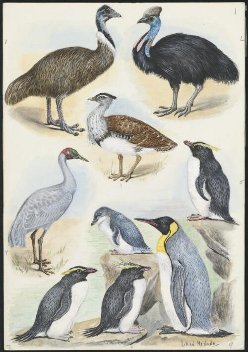 Dromiceius novaehollandiae and other birds [picture] / Lilian Medland