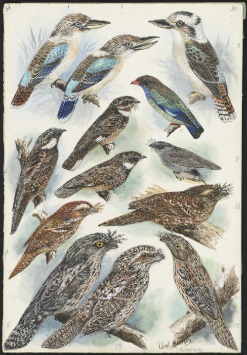 Dacelo leachii and other birds [picture] / Lilian Medland
