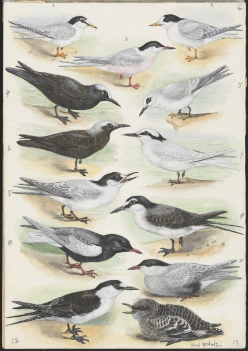 Sternula albifrons and other birds [picture] / Lilian Medland