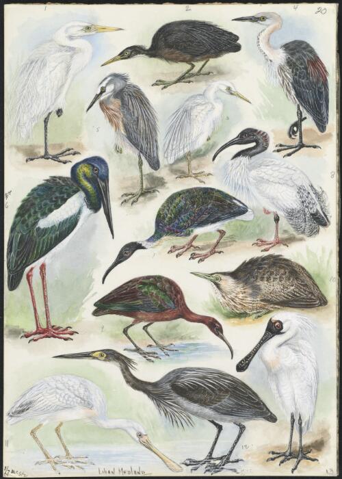 Casmerodius albus and other birds [picture] / Lilian Medland