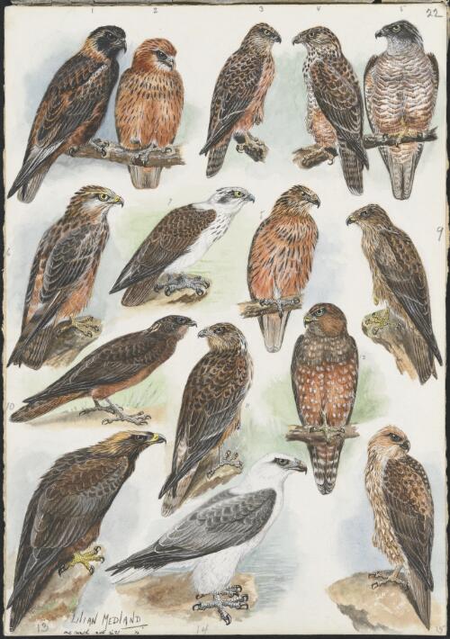 Hamirostra melanosterna and other birds [picture] / Lilian Medland