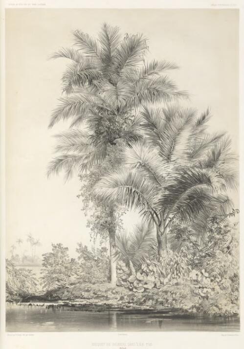 Bouquet de palmiers dans l'Ile Tsis, Iles Rouk [picture] / dessine par E. Goupil ; lith. par Sabatier