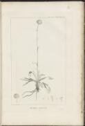 Richea glauca [picture] / Piron delineavit, Redouté perfecit ; Dien scripsit