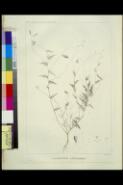 Chorizema ilicifolia [picture] / P.J. Redouté del. ; Dien scripsit