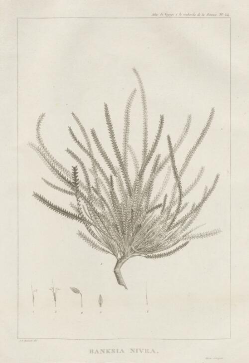 Banksia nivea [picture] / J.P. [sic.] Redouté del. ; Dien scripsit