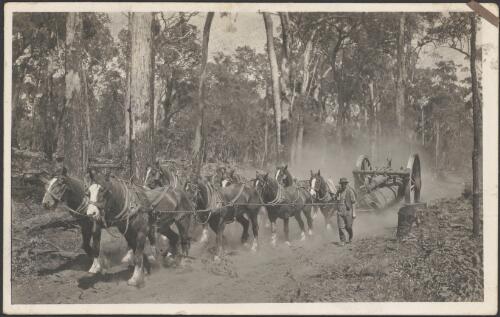 Ernest John Mason with his team of horses pulling a jinker in the Darling Range region, Western Australia, ca. 1930 [picture] / Ernest Albert Coleman