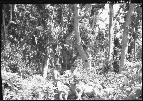 Pisonia trees on Heron Island [Queensland] [picture] / [Frank Hurley]