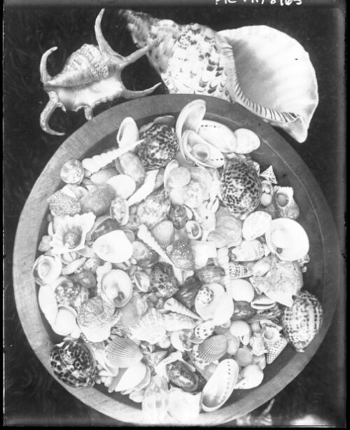 [Shells in a bowl, Queensland] [picture] / [Frank Hurley]
