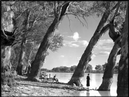 [River gums on the bank of the Murray River, South Australia] [picture] / [Frank Hurley]