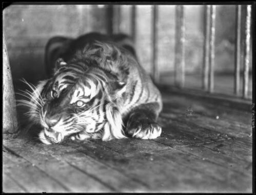 Tiger in a cage [picture] / [Frank Hurley]