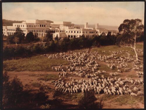 [Sheep near Parliament House, 1940's] [picture] / Albert R. Peters