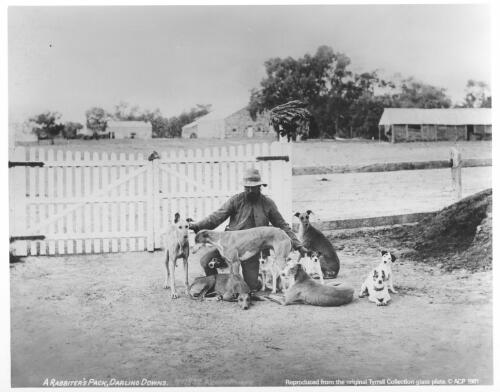 A rabbiter's pack, Darling Downs [picture] / Charles Kerry