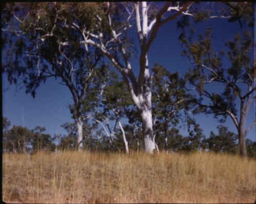 [Eucalypt trees, Northern Territory] [transparency] / [Frank Hurley]