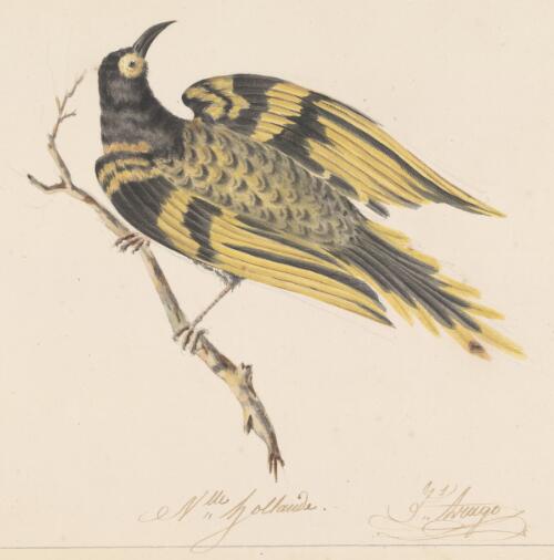 Voyage de l'Uranie, oiseaux, yellow and black bird of New Holland [picture] / J's Arago