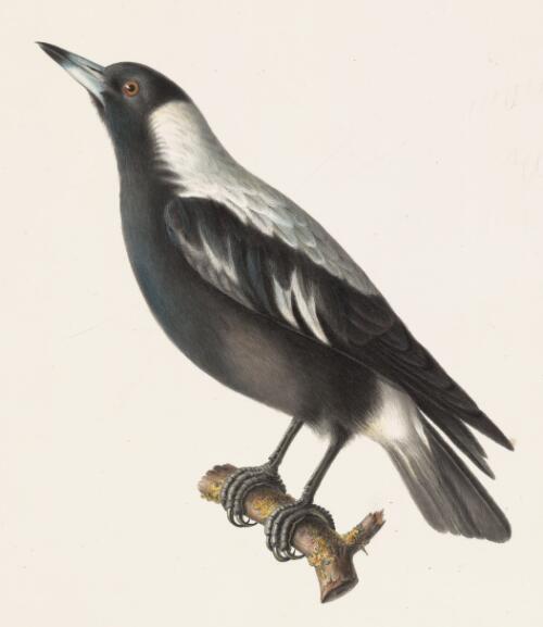 Voyage de l'Uranie, oiseaux, Cassican fluteur, White-backed magpie [picture] / Bevalet pinxt
