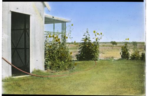The lawn of a Birdsville home, Queensland [transparency] : scenes from the Gulf Patrol and other general scenes / [John Flynn?]