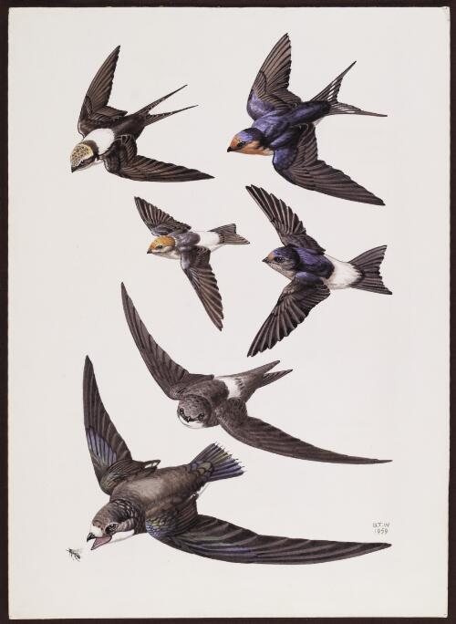 Swifts, swallows and martins.  Plate XIX [picture] / B.T.W