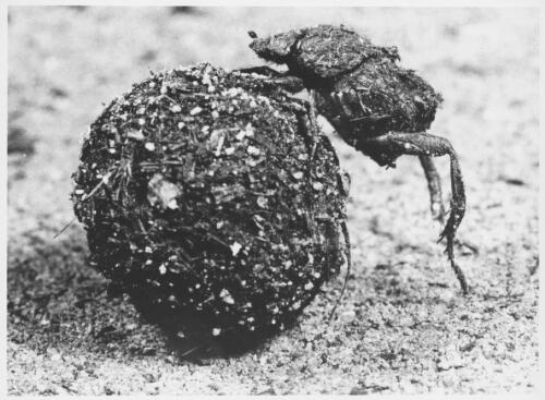 A dung beetle rolling a ball of dung [picture] / Australian Information Service photograph
