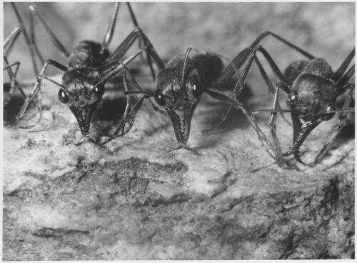 Giant bulldog ant (Myrmecia gigas) [picture] / Australian Information Service photograph