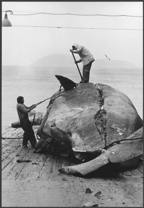 Whaling, Albany, Western Australia, 1965 [picture] / Richard Woldendorp