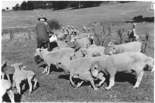 [Kevin Smith hand feeding his sheep on his property 'Exton Park' in Nerriga, N.S.W.] [picture] / Sean Davey