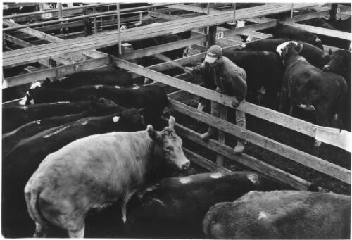 [Drought cattle sales, Braidwood, N.S.W.] [picture] / Sean Davey