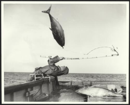 Tuna fishing at Eden, New South Wales, 1960 [picture] / Ern McQuillan