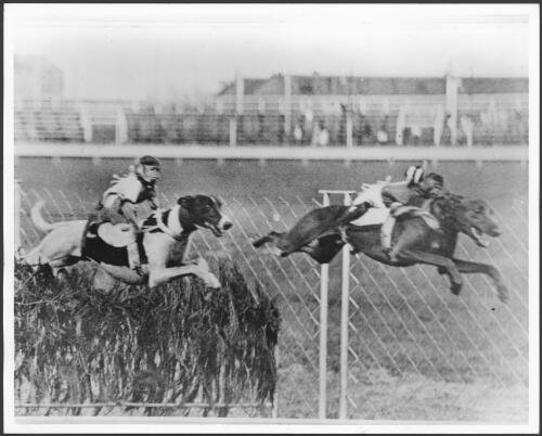 Monkeys ride on the backs of greyhounds as they jump the hurdles at Shepherds Bush Greyhound track, Mascot, Sydney, 1928 [picture] / George McQuillan