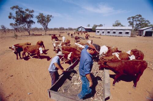 Feeding cattle, Enngonia, New South Wales, 2002 [picture] / Darren Clark