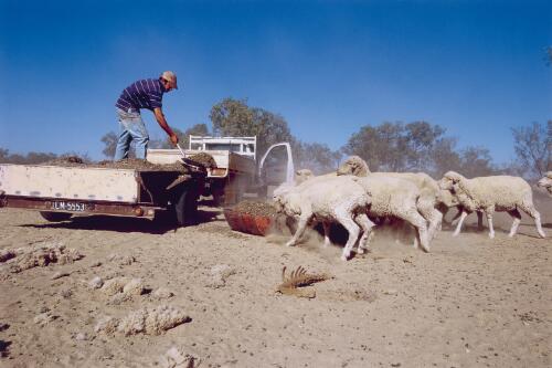 Feeding cotton seed to sheep, Bourke, New South Wales, 2002 [picture] / Darren Clark