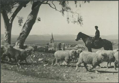 Pastoral scene on Capitol [i.e. Capital] Hill, Canberra [with] St. Andrew's Presbyterian Cathedral-Church in mid-distance, [showing sheep and mounted stockman, Canberra, Australian Capital Territory] [picture]