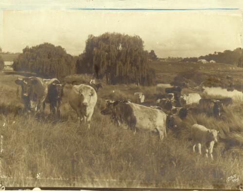 [Cattle and a stockman on Burnima Station, near Bombala, New South Wales, ca. 1890s] [picture] / G. Bell photo