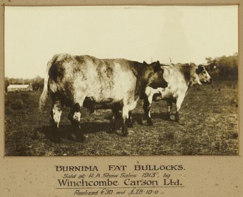Burnima fat bullocks, 1913 [picture]
