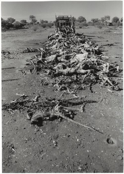 A roo graveyard of wasted carcasses left to rot in the Queensland sun [picture] / Jeff Carter