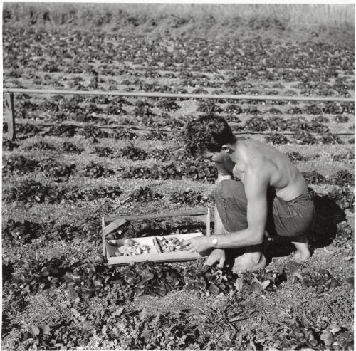 A worker harvests strawberries for the Buderim Ginger and Strawberry Jam Factory at Buderim, Queensland, ca.1955 [picture] / Jeff Carter