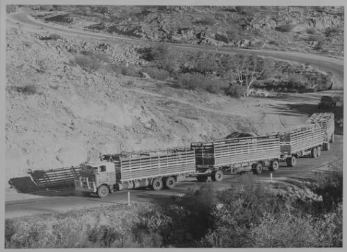 [Road train for Wright's Cattle Transport Co. Ltd., 1973] [picture]