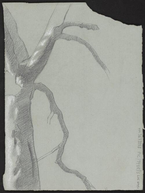 [Study of a tree, 2] [picture] / Nora Heysen