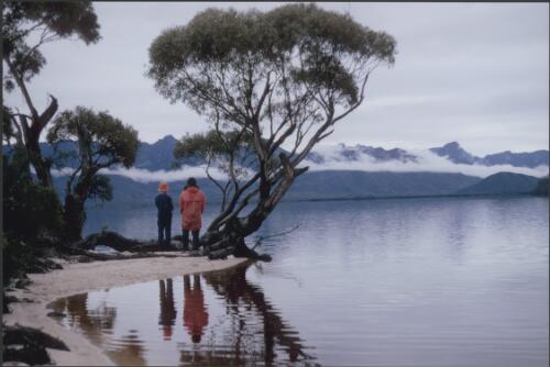 Landmark tree at Lake Pedder close to the dunes and the bank of Maria Creek, Tasmania, ca.1960s [picture] / Olegas Truchanas