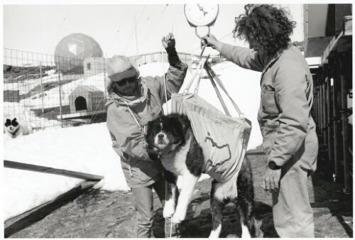 Australian Antarctic Territory, weighing a husky on the last husky run, 1993 [picture] / Charles J. Page