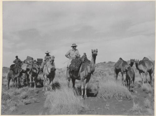 Constable Ron Brown as camel patrolman, officer-in-charge of the Finke Police Station in Australia's Northern Territory [picture]