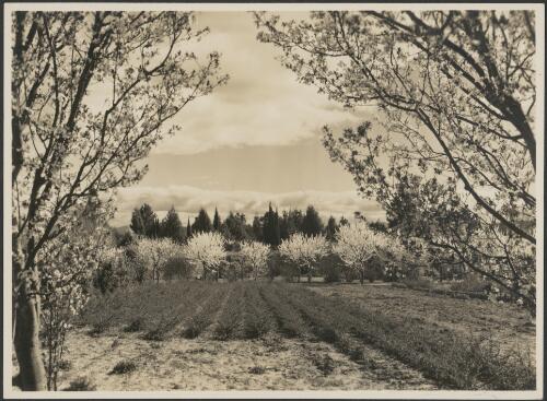 View of springtime trees in Canberra, 1930-1950 [picture] / R.C. Strangman