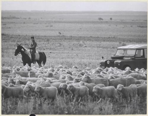 Sheep at Esperance, Western Australia [picture] / Richard Woldendorp
