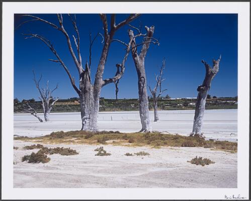 River red gums (Eucalyptus camaldulensis) killed by rising salinity in irrigated agricultural land near Waikerie, Murray Riverland, South Australia, 1999 [picture] / Bill Bachman