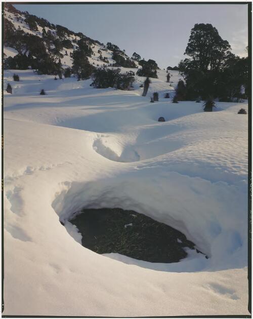 Snow-covered pandani, Mount Anne, Tasmania, 1999 [picture] / Peter Dombrovskis
