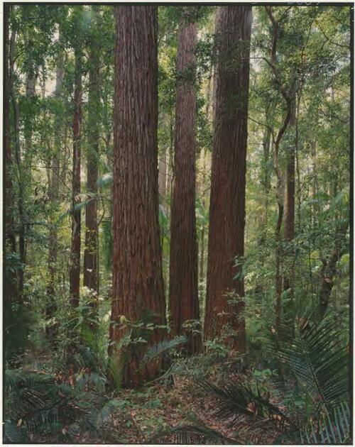 Satinay forest, Fraser Island, Queensland, 1995 [picture] / Peter Dombrovskis